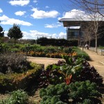 Gardens at Robert Mondavi Institute at UC Davis